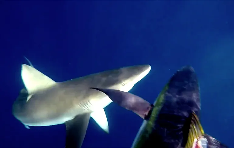 Speervisser heeft beet, maar ook last van 2 haaien