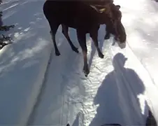 Staat er toch ineens een eland in de weg