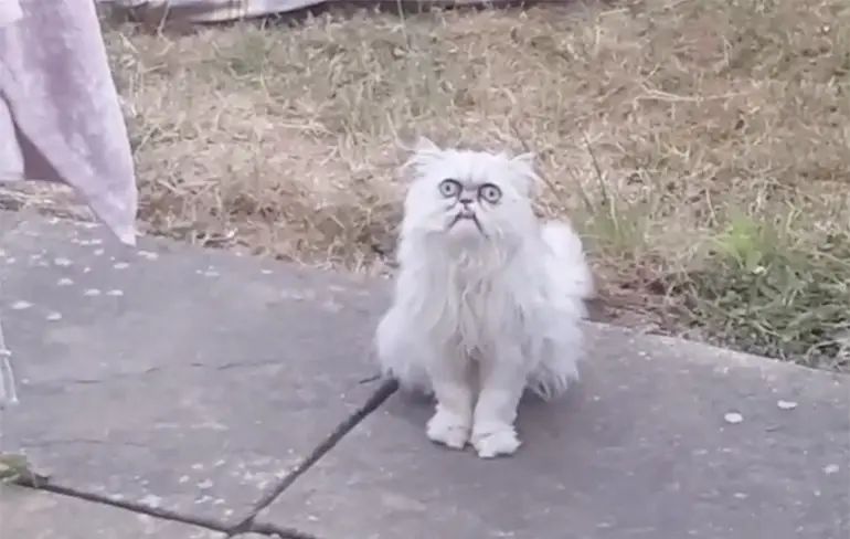 Staat er toch wel een hele raar uitziende poes voor een huis