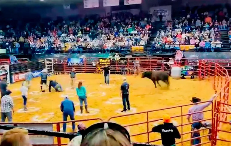 Stier laat deelnemers aan onderdeel Cowboy Pinball vliegen