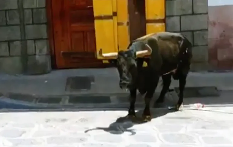 Stier neemt man te grazen tijdens festival met stieren pesten in Mexico