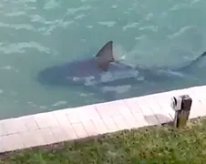 Stierhaai in zwemwater Bonita Springs