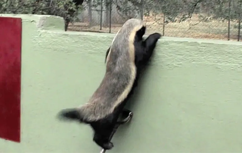 Stoffel de Honingdas is een meester in het ontsnappen