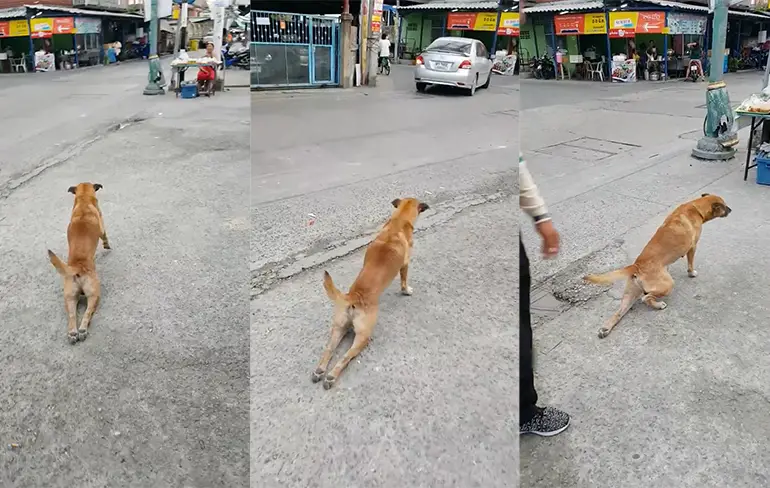 Straathond in Thailand is een goede acteur om eten te krijgen