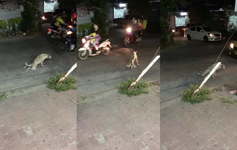 Straathond in Thailand lijkt gewond, maar Wait for it!