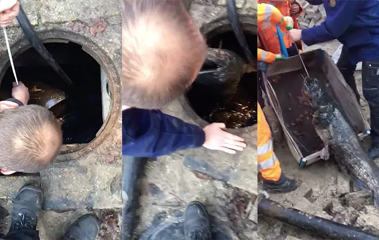 Stratenmakers vissen gigantische meerval uit afvoerput Enkhuizen
