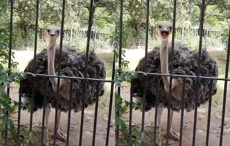 Struisvogel kan zo een optreden van Panjabi MC overnemen