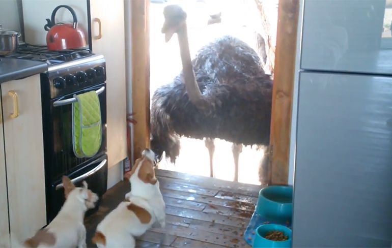 Struisvogel steelt het eten van hondjes