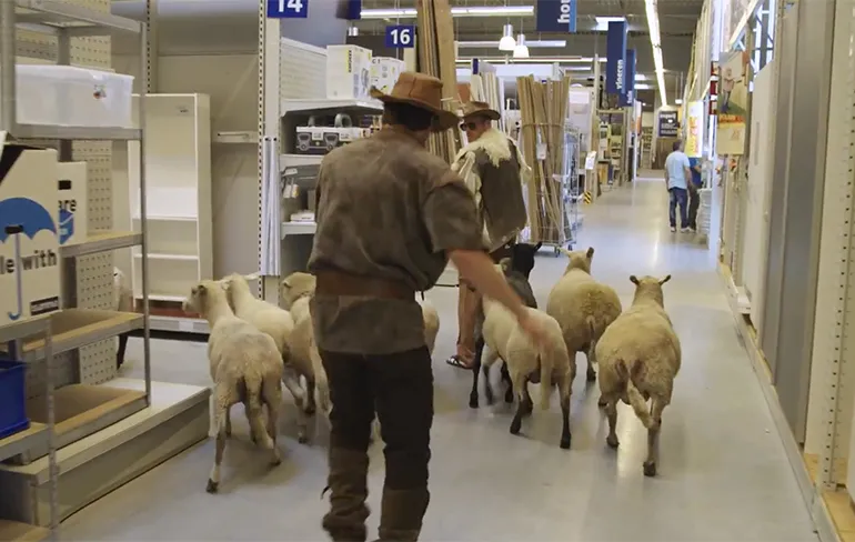StukTV laat kudde schapen uit in bouwmarkt, Gamma not amused!