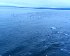 Super pod dolfijnen in Straat van Georgia