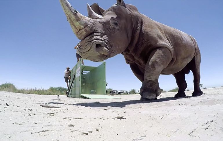 The Last of the Rhinos: Verhuizing van Neushoorn in 360 graden video