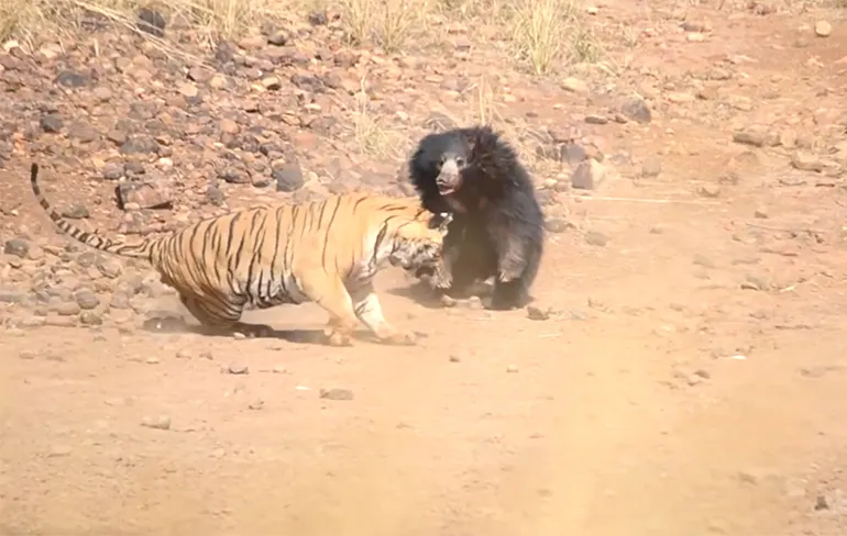 Tijger en Lippenbeer vinden elkaar niet zo lief