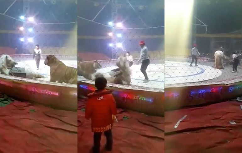 Tijger in Chinees circus heeft wel trek in paardenvlees
