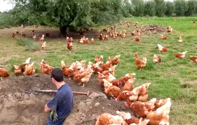 Toch handig als je aardig woordje kips praat