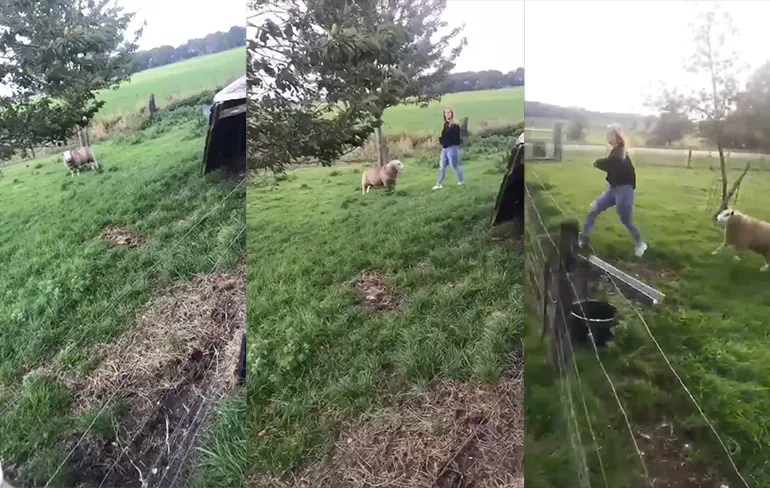 Toch maar hoger springen als er een schaap achter je aan zit