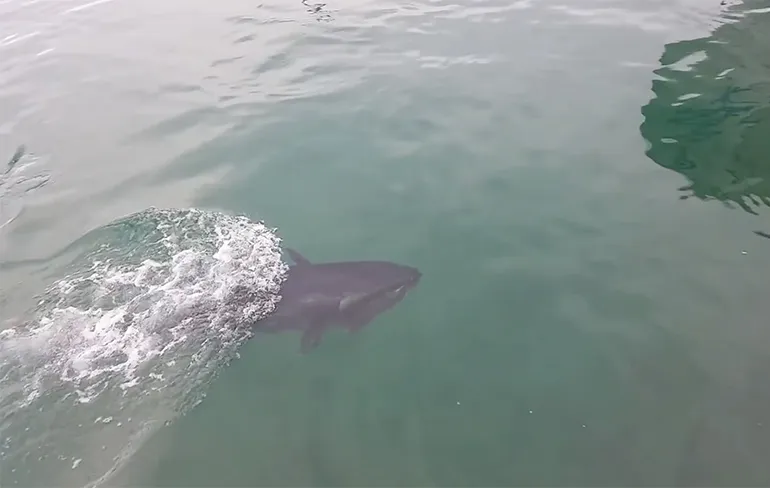 Tonijn eet per ongeluk een meeuw op...