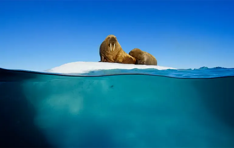 Trailer Planet Earth: Blue Planet II, hele mooie natuurbeelden!
