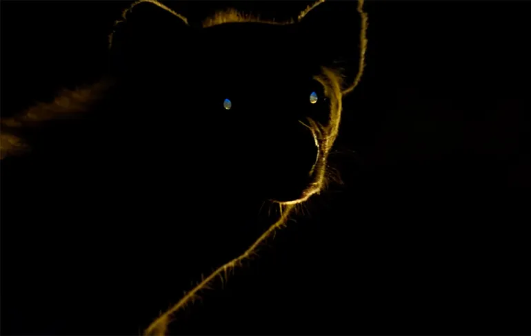 Trailer van Planet Earth: Series 2 is echt heel mooi!