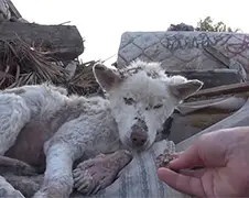 Tranentrekkende video van straathond die gered wordt...