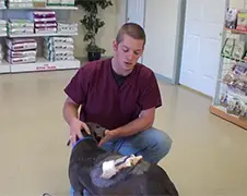 Transformatie dakloze Pit Bull met grote wond