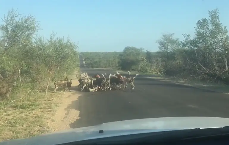 Troep Afrikaanse wilde honden verscheuren Koedoe voor ogen toeristen