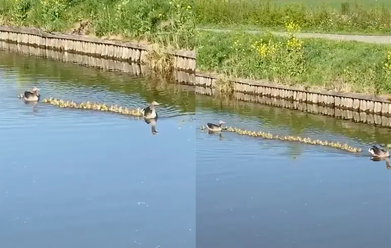 Trotse vader en moeder zwemmen met de kinderen... Tel even mee!