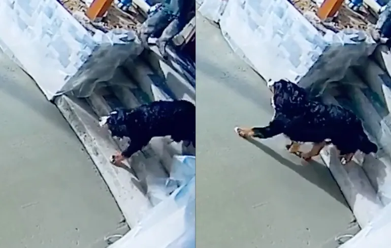 Trouwe viervoeter zorgt ervoor dat je weer helemaal opnieuw kunt beginnen