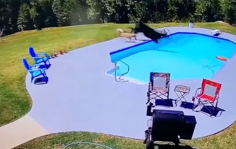 True Story in Alabama, Honden, een koe, een zwembad en cowboys