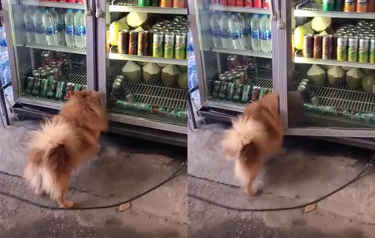 Turks hondje heeft het ook heel erg warm