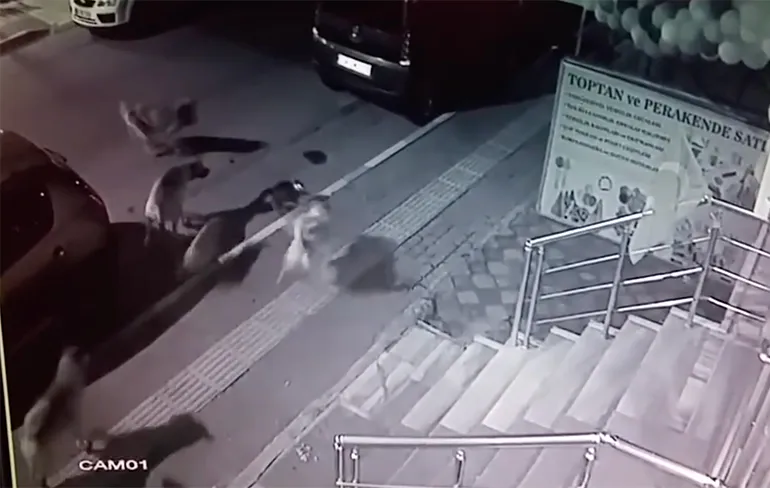 Turkse kat is niet onder indruk van posse honden