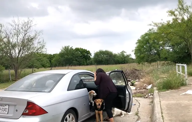 Tuurlijk mevrouw, u kunt hier gewoon uw honden achterlaten