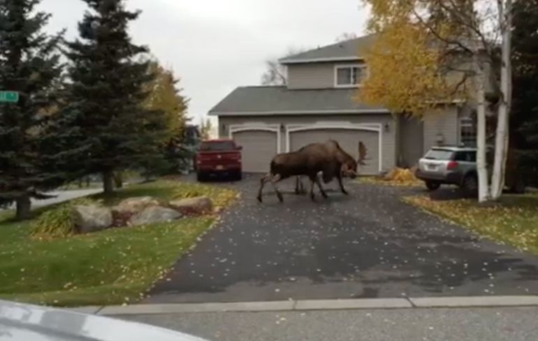 Twee elanden vinden elkaar niet zo lief in Alaska