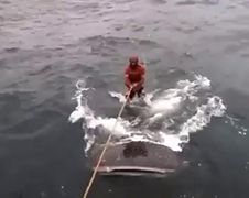 Twee idioten proberen te surfen op een Walvishaai