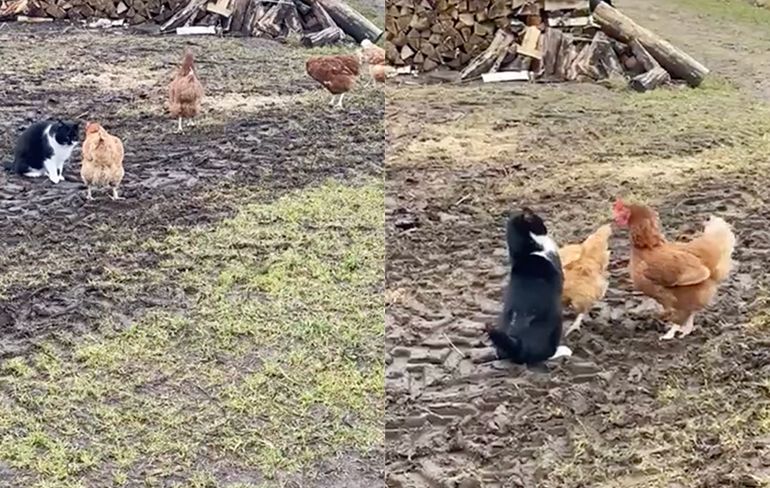 Twee kippen werken samen om poes weg te jagen