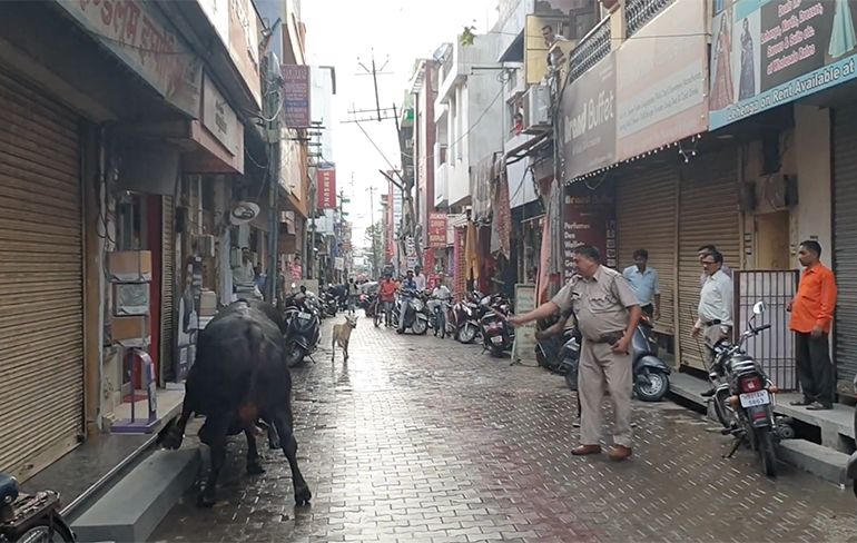 Twee stieren in India hebben het met elkaar aan de stok