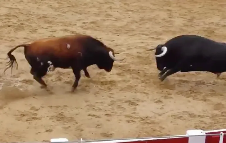 Twee stieren op slag dood na frontaaltje in Arena