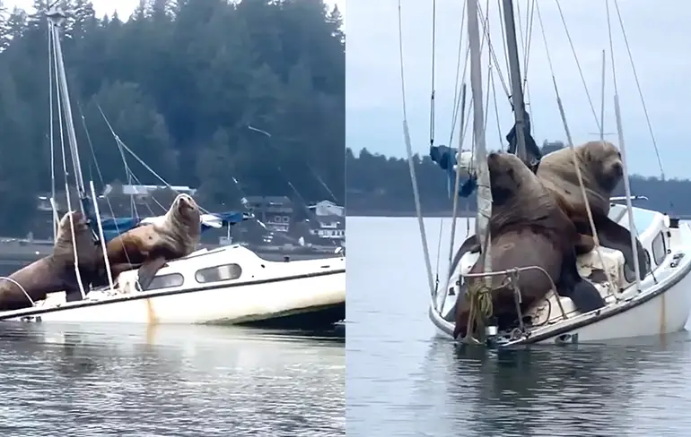 Twee zeeleeuwen zijn de nieuwe kapiteins van een klein bootje
