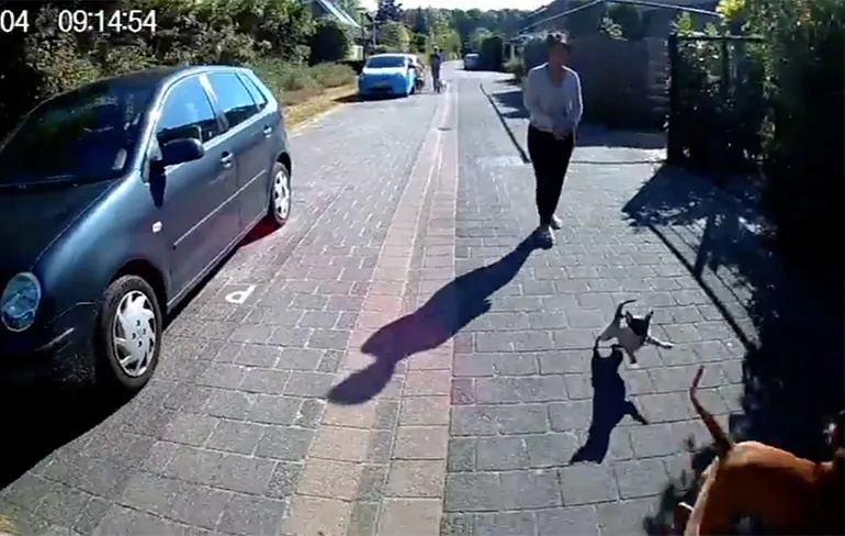 U moet uw honden aan de lijn houden...