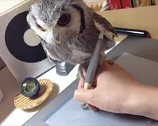 Uil vindt pen en tekentablet wel lekker...