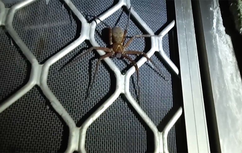 Urban Explorers bezoeken bunker Taiwan vol met grote spinnen en vleermuizen
