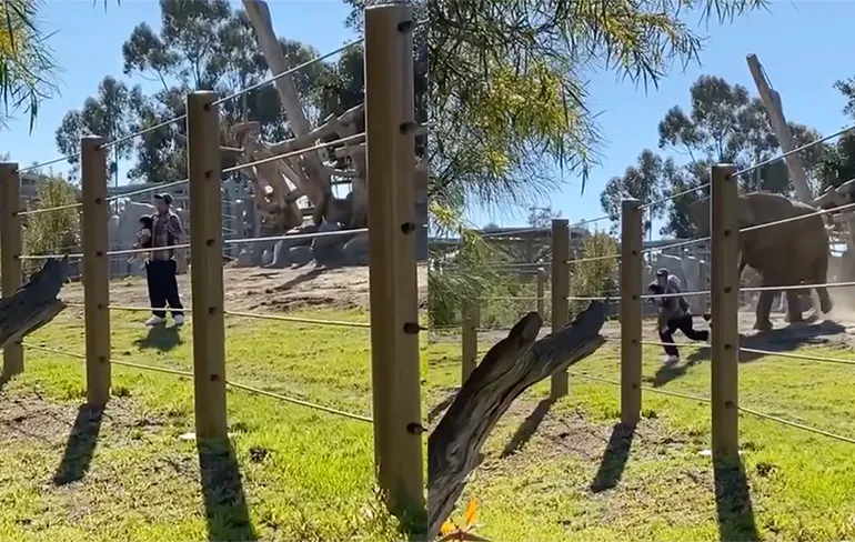 Vader neemt dochter mee in olifantenverblijf San Diego Zoo om foto te nemen