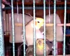 Valparkiet fluit leuk liedje na nummertje