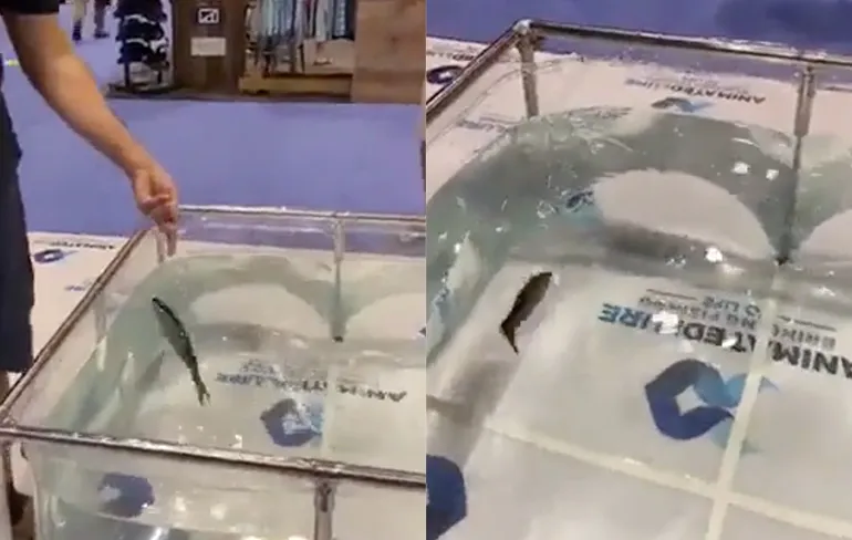 Van dit stukje aas gaat het hart van een visser sneller kloppen