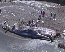 Vandalen hebben dode potvis met graffiti bewerkt