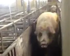 Varken moet nodig eens van bil!