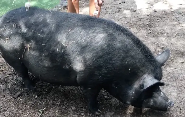 Varkens worden rustig als je met een vork in ze prikt