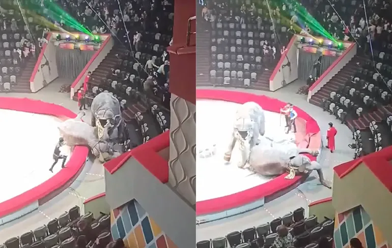 Vechtende olifanten in circus in Kazan
