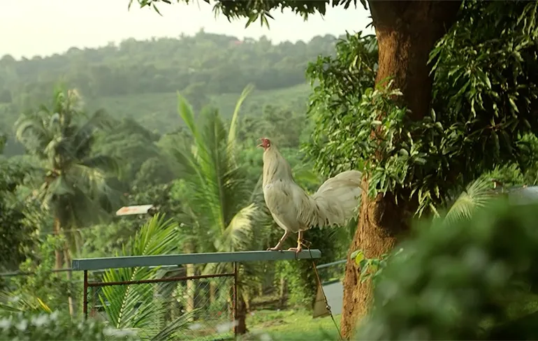 Vechthaan met mes verwondt eigenaar dodelijk in kruis tijdens hanengevecht