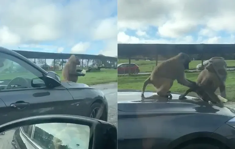 Veel surfen op een natuurfilm site? Nee, ik ga aapjes kijken...