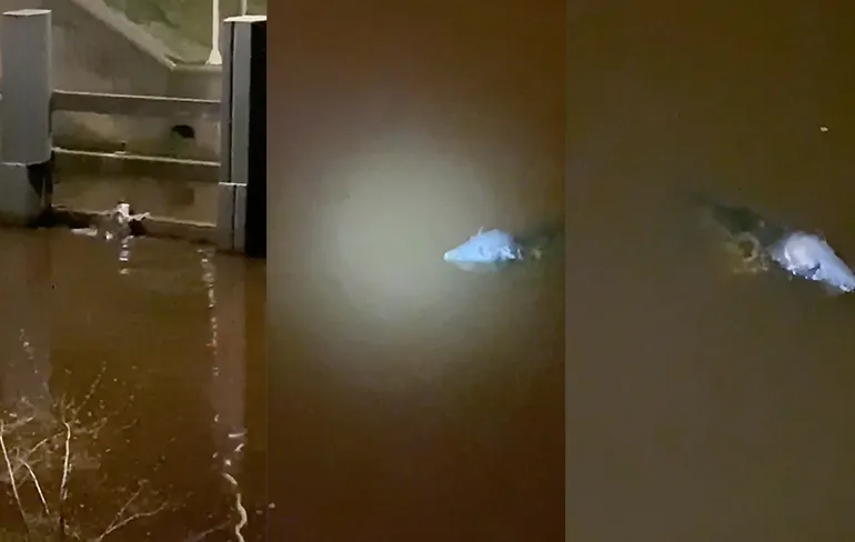 Verdwaalde zeehond duikt op in Hoogeveensche Vaart in Drenthe